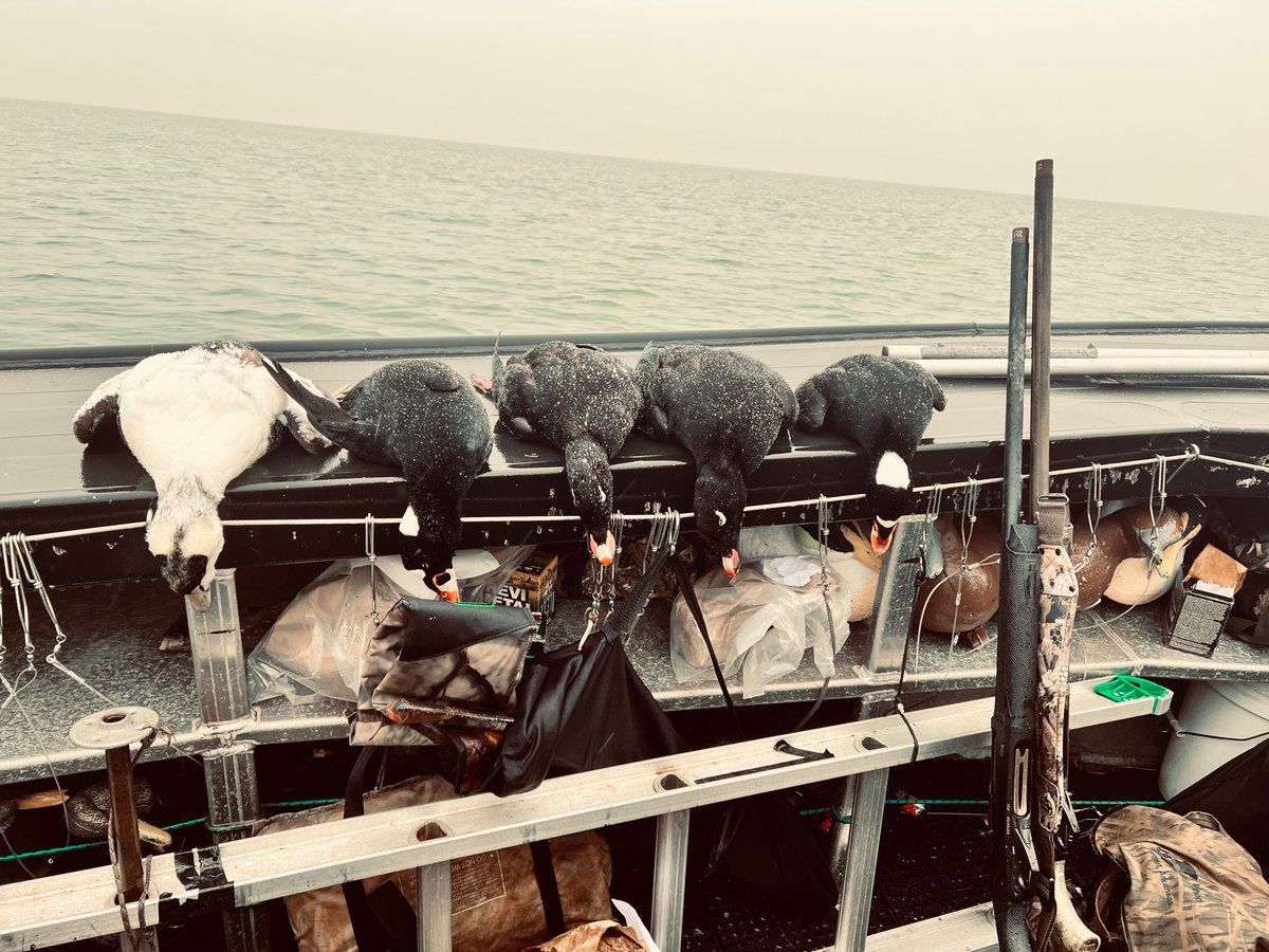 MylesPorter's tweet photo. The end of sea duck season in New England https://t.co/BCxSsFhU7N