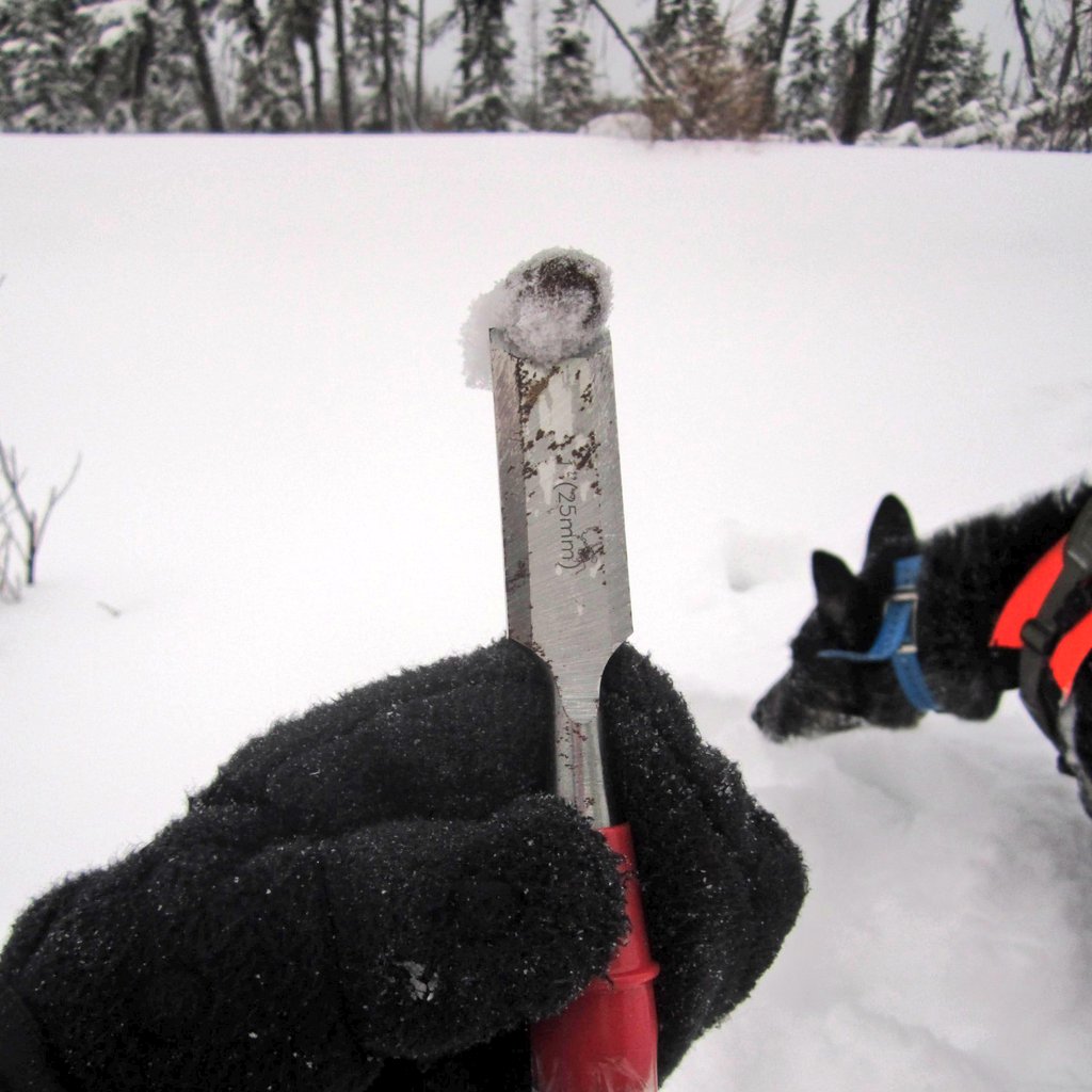 roguedetection's tweet photo. 4/ Data (like caribou &amp; wolf scats) might be buried under deep snow, but that doesn't deter our dogs from sniffing it out! Plus, it's already perfectly preserved for analysis! 
😅❄️👌🏾

#scatdog #winterfieldwork #scat #conservationdogs https://t.co/wR401suDpc