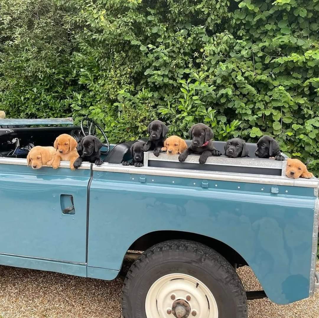 New business model.
Land Rovers And Labradors.
You don't achieve anything but your day is going to be fantastic.