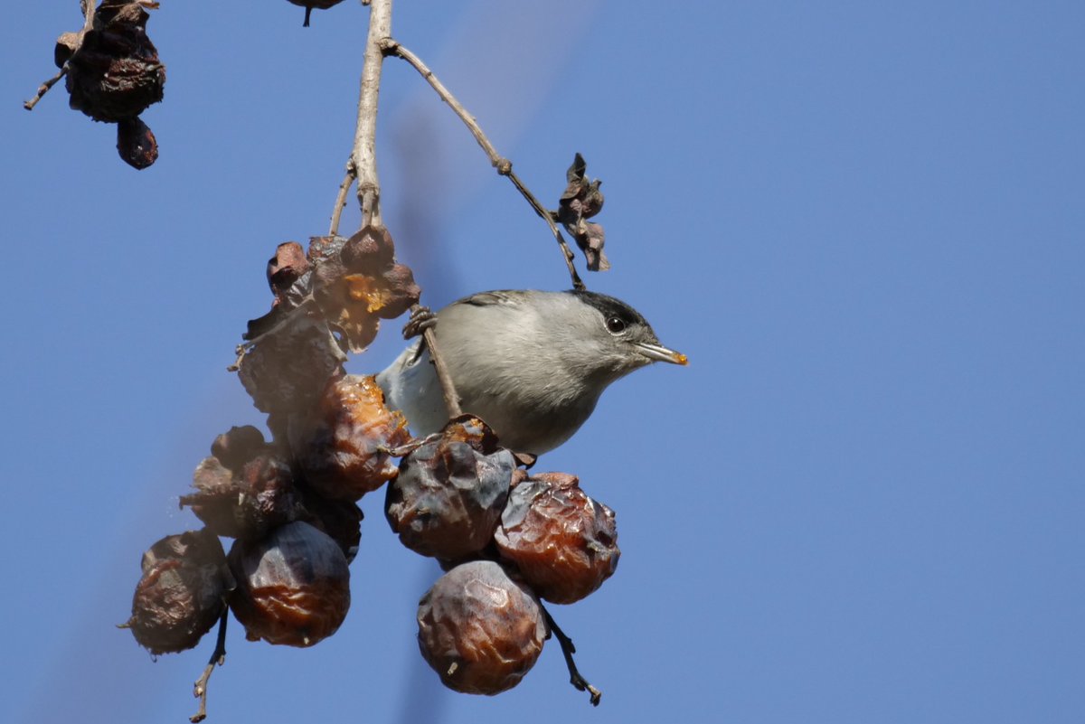 Hi havia gana 
#tallaroldecasquet 

@ICOcells @sales_sergi @sl_icaro @GerardViader @birdcatalunya @BCNbirding @Roser_GP