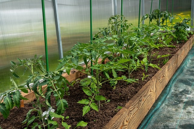 Learn the ways to plant tomatoes in a greenhouse. #gardeningtips #greenthumb  cpix.me/a/137308820