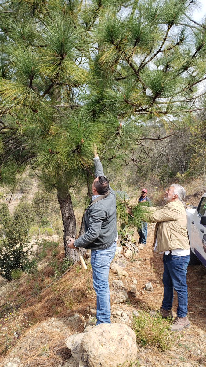 aguagobgente's tweet photo. #EnBreve | Brindamos asesoría a productores que cuentan con predios forestales con problemas sanitarios en la Sierra de Puruagua del municipio de #Jerécuaro 🌳🤝
Juntos, preservamos nuestros recursos naturales por un #GTOSustentable https://t.co/teEPqtdJJ8