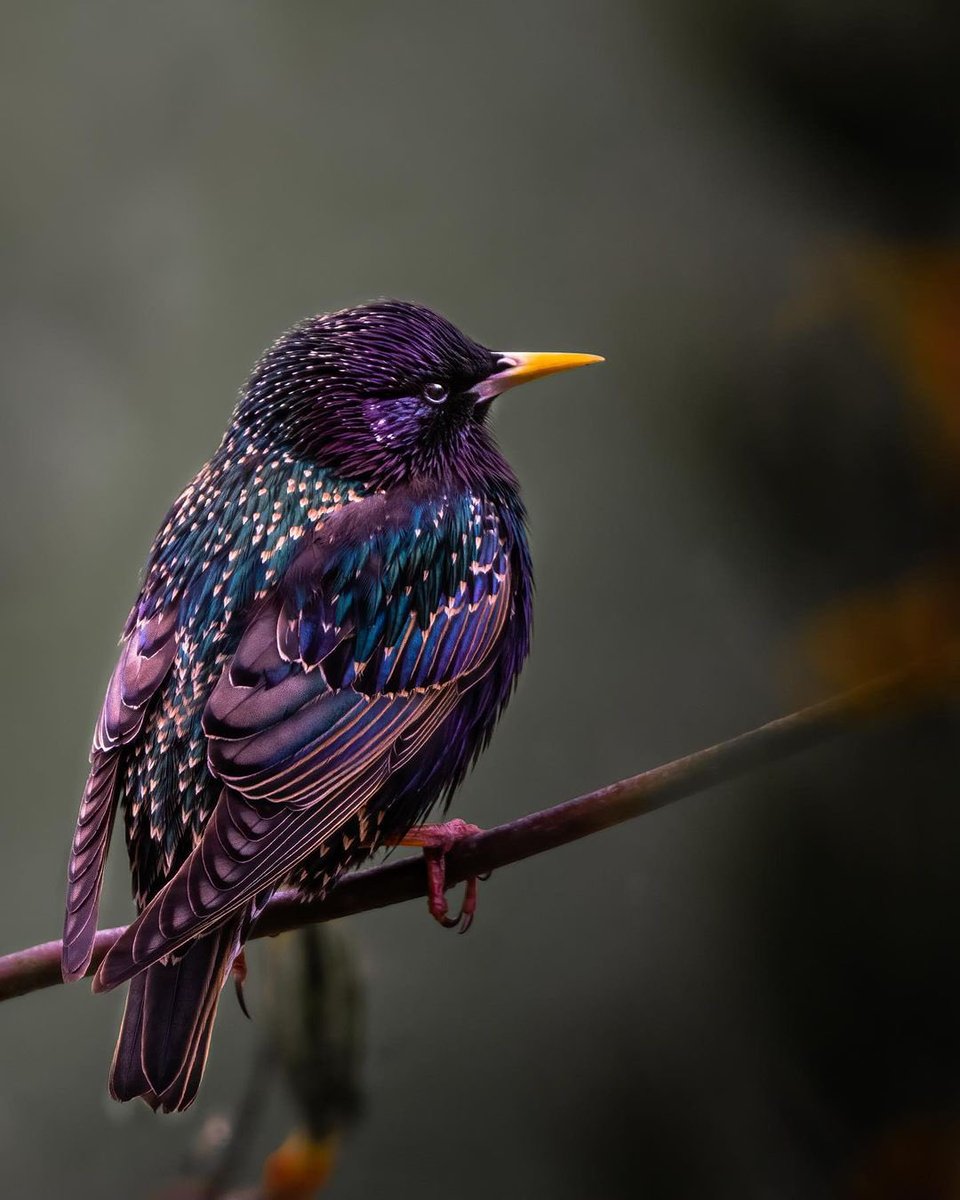 JeanetteEliz's tweet photo. “No beauty shines brighter than that of a good heart.” 💞🌺💕
😊📸 Photography by Elin Daniels 
#NatureBeauty #NaturePhotography https://t.co/QutYlEWZNj