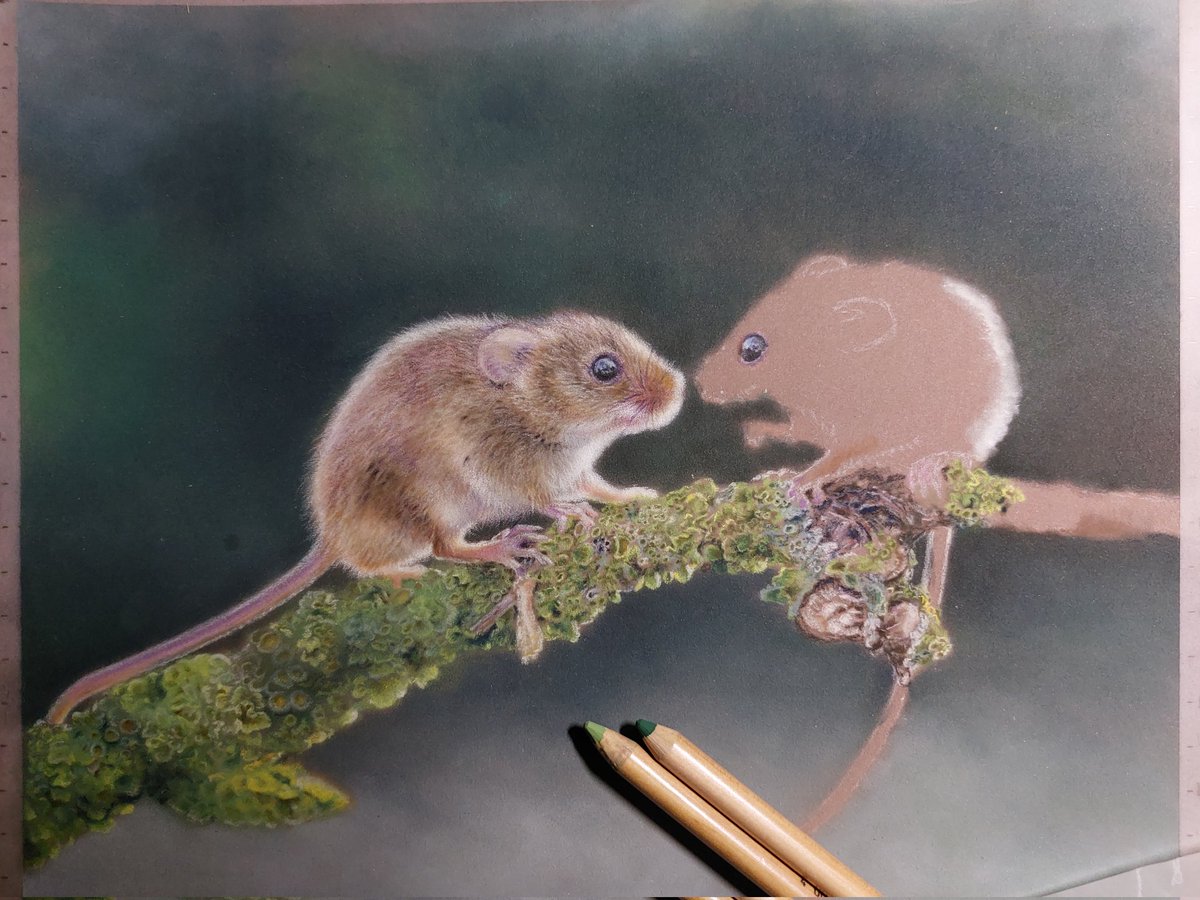 A bit more mouse and a bit more moss. Still mouse and moss to go.😁 #workinprogress #art #drawing #animalart #pastelart #colorpencil #pastelpencil #realism #pencilart #harvestmice