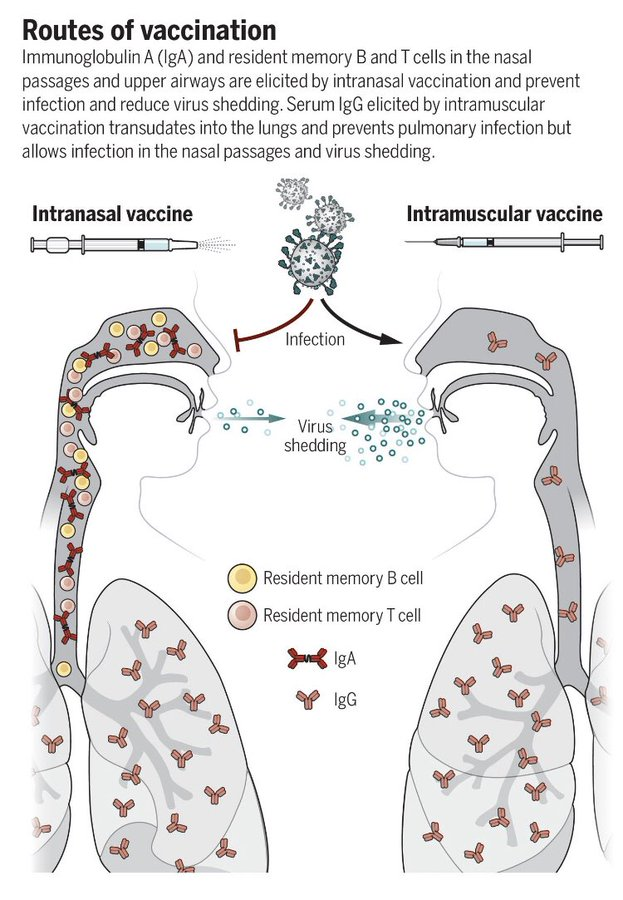 Kasa zerk edilen aşının sağladığı antikorlar (IgG) akciğerlere ulaşır ve akciğerde enfeksiyonu önlerler ama burun boşluğunda enfeksiyonu ve virüs saçılmasını önleyemezler.