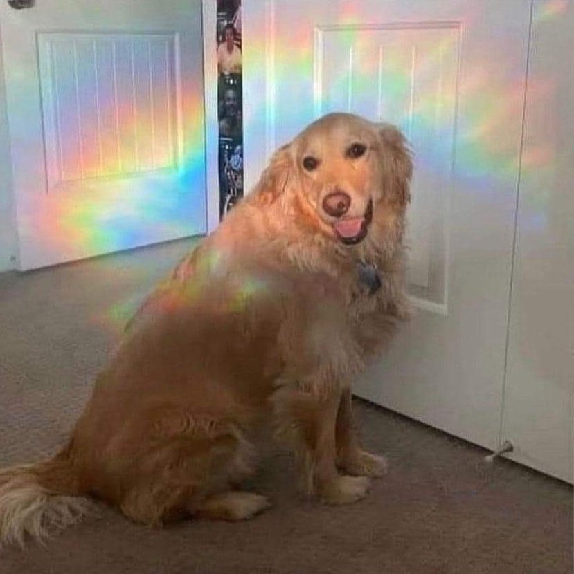 *Estoy triste*
Mi perro automáticamente: