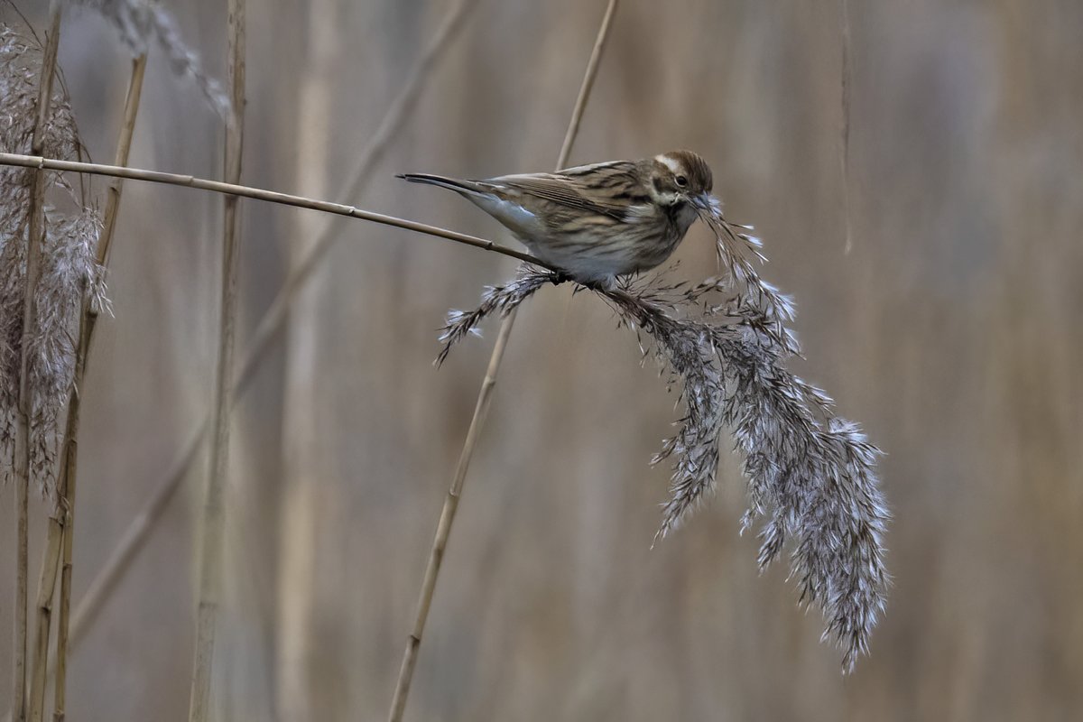 Nice to see the Reed Buntings so active at the @E17Wetlands today
#londonbirds #WinterWatchlist #WinterWatch