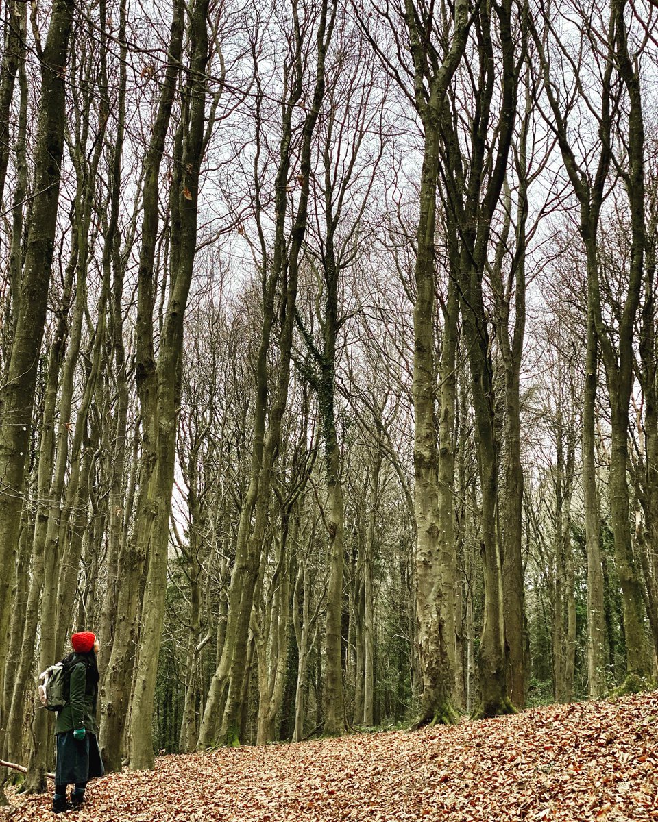 Up the lane and into the woods. Happy Sunday 🤍