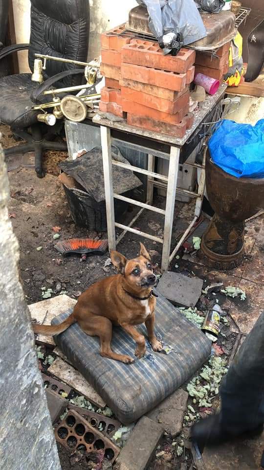 SilviaMylo's tweet photo. Solo difundo ⭕
La perrita tiene mucho frío, lo están pasando muy mal , alguien tiene alguna manera de ayudar  ya sea asesorando, por favor 🐶🐶 ,el no se quiere separar de ella , es lo único que tiene,  está en Sevilla, y por el momento nadie ha llamado ni para preguntar 😔 https://t.co/nD8ozgJtJ2