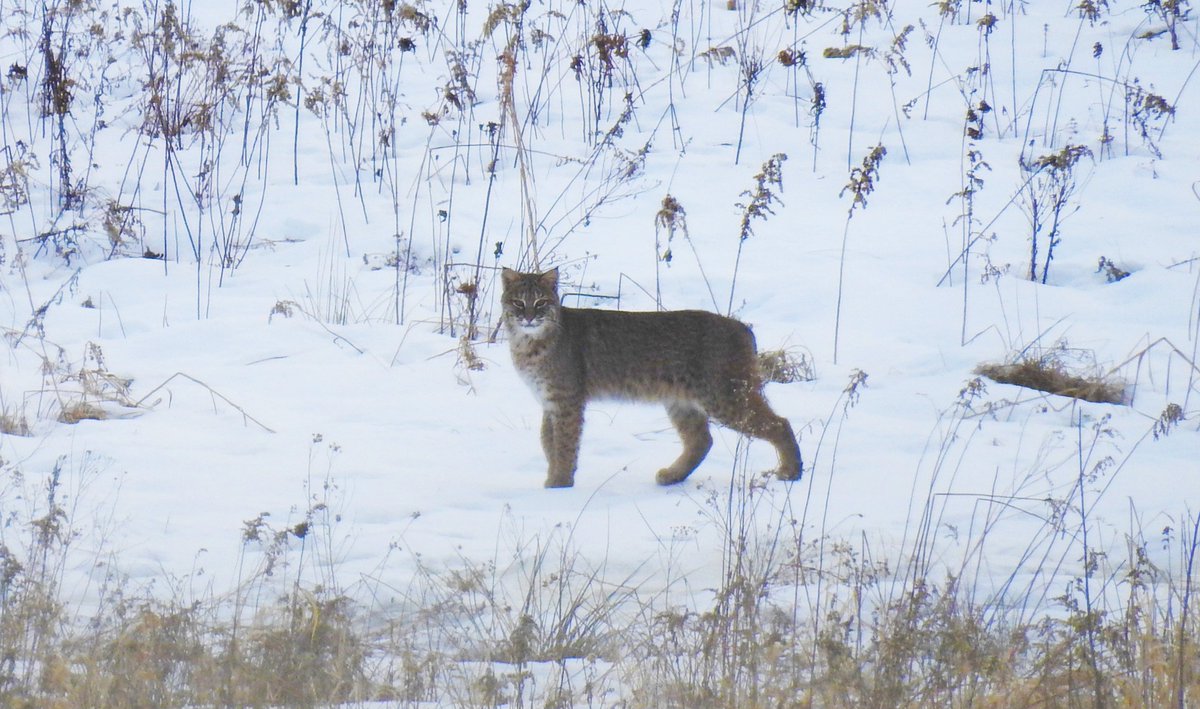 dkergo's tweet photo. Saw my very first bobcat this morning!!!! #BestDayEver #wildlife #wildlifephotography #nature #naturephotography #maine https://t.co/6cWN702Jzb