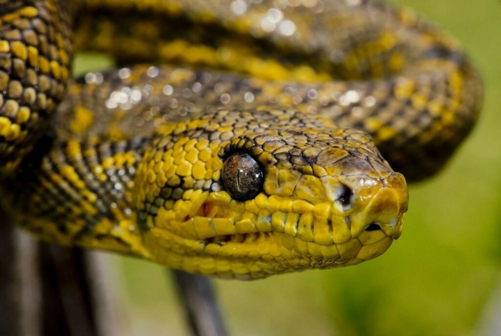JournalofCESaRE's tweet photo. Just relaxing in the trees. 🌳
Known as the Ruschenberger's #TreeBoa or #CascabelDormillon, these arboreal #snakes can be found in Central America, South America, and #TrinidadandTobago.
They are typically a dull khaki green or brown colour with a y… https://t.co/qkdweAPL5c https://t.co/MqLOOFP88D