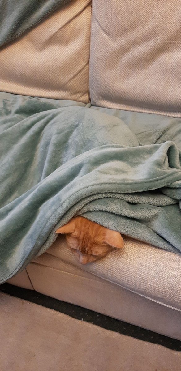 becca_g_p's tweet photo. I didnt realise and nearly sat down, but then it moved. It then heard me laugh and now there is a purring lump in the sofa.
#AdoptDontShop #CatsOfTwitter #cat #CatsofTwittter #gingercat #CatsOnTwitter #lastbraincell #whatisitaboutgingercats https://t.co/rpQxMOCCcM