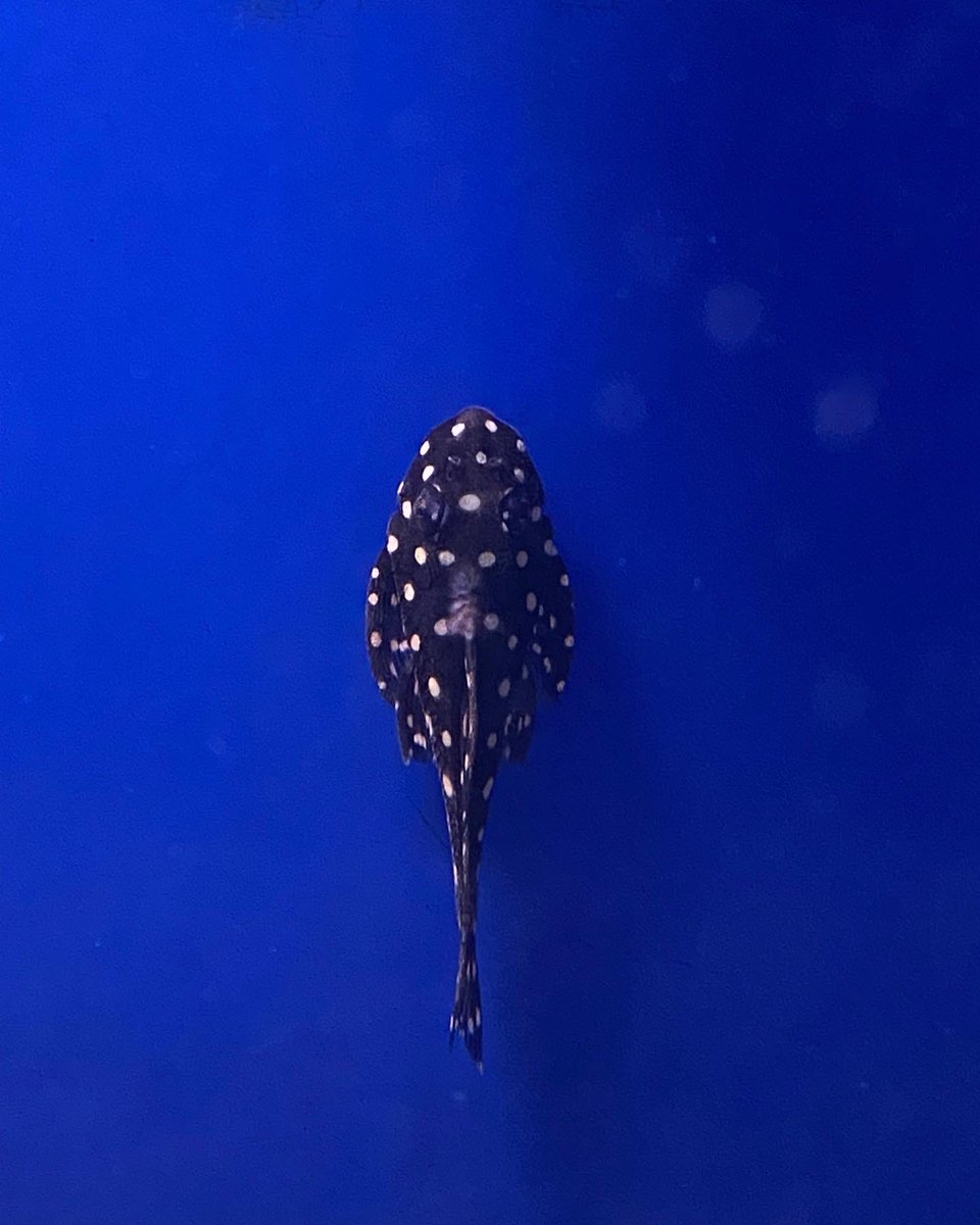 deepblueaquatic's tweet image. #pleco #tropicalfish #fishkeeping #hemel