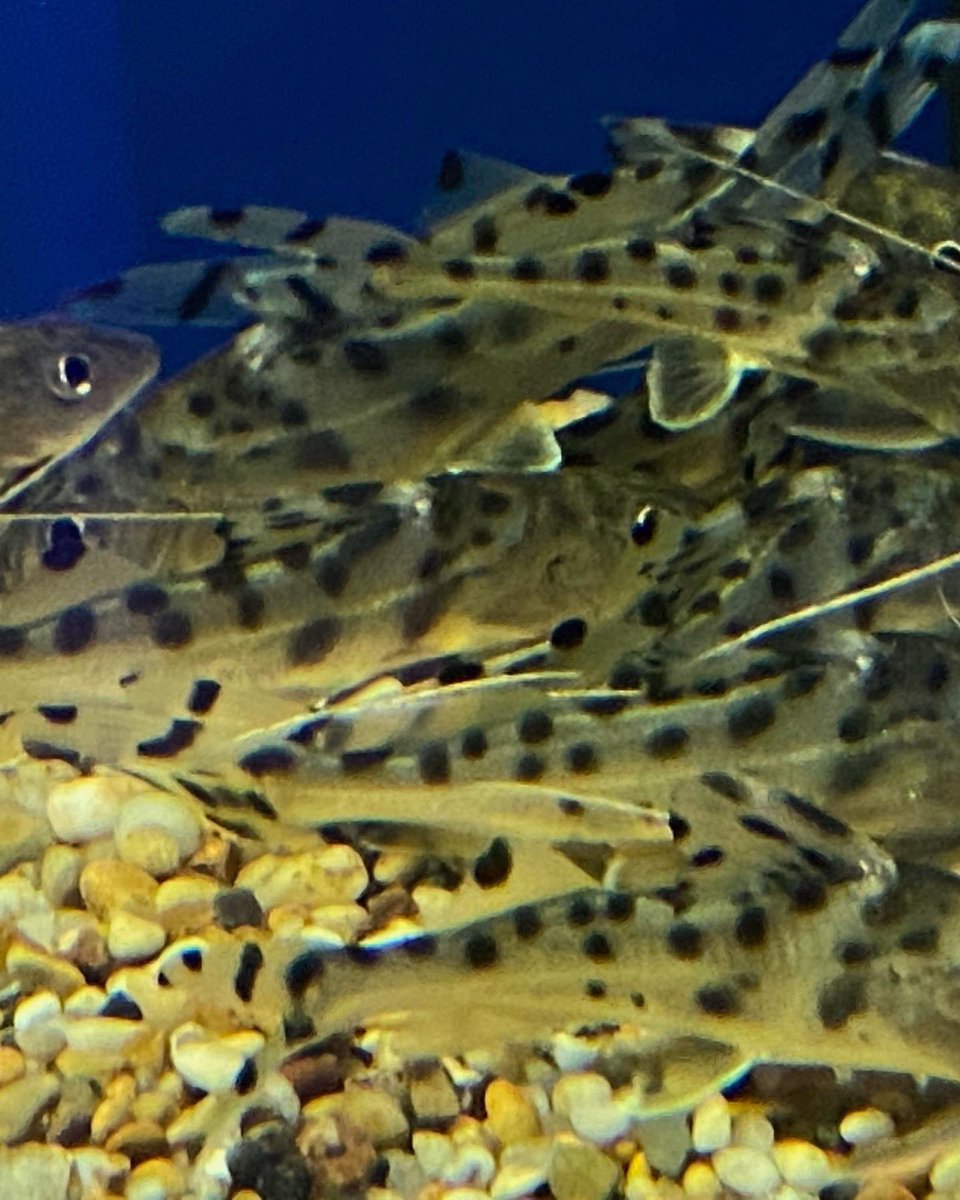 deepblueaquatic's tweet image. #pleco #tropicalfish #fishkeeping #hemel