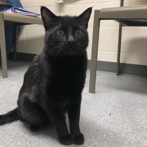 Minos is a chill and affectionate cat. He loves spending time with people and has the cutest little meow! Come meet him; you will fall in love! fmspca.ca/adoptable-cats/ #meow #adoptme