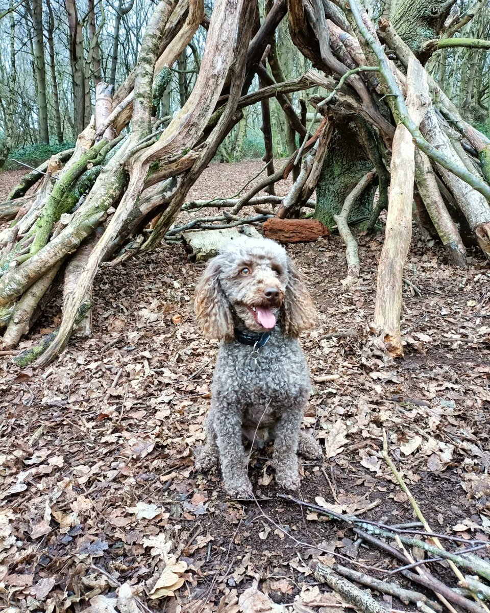I went to my favourite place today, Brayton Barff. There's lots of trees, leaves and smells 🌳🍁🐩🐾 #woods #favouriteplace #poseypoodle #hearingdogs #poodlesoftwitter #miniaturepoodle