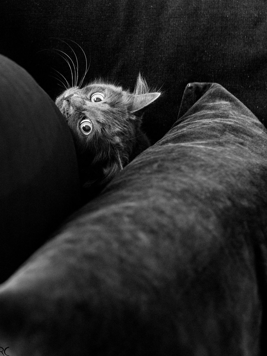 Regis CHUPIN (@chupinregis) on Twitter photo 