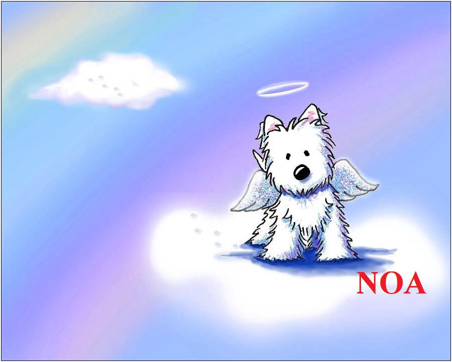 Cuando llego a casa aún espero verte, contenta por verme regresar. Pero nos dejaste y me quedé sin lo que más quería. No eras una simple mascota, formabas parte de mí, eras parte de mi alegría. Te echo muchísimo de menos Noa. Hasta siempre... 😭💔