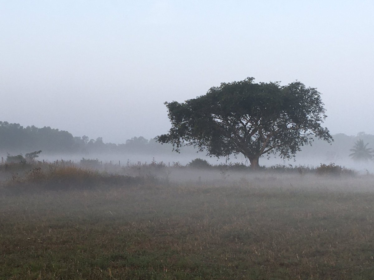 DeeptaSateesh's tweet image. after 4 months... back to #morningwalk #fullmoon #wolfmoon #mist #misty #wetness #odde #wetontologies #cloudwalking