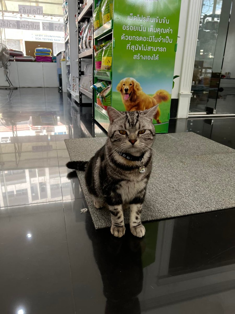 CatWorkers's tweet photo. (📸 Entei the cat.) https://t.co/VlnqPKc9U6