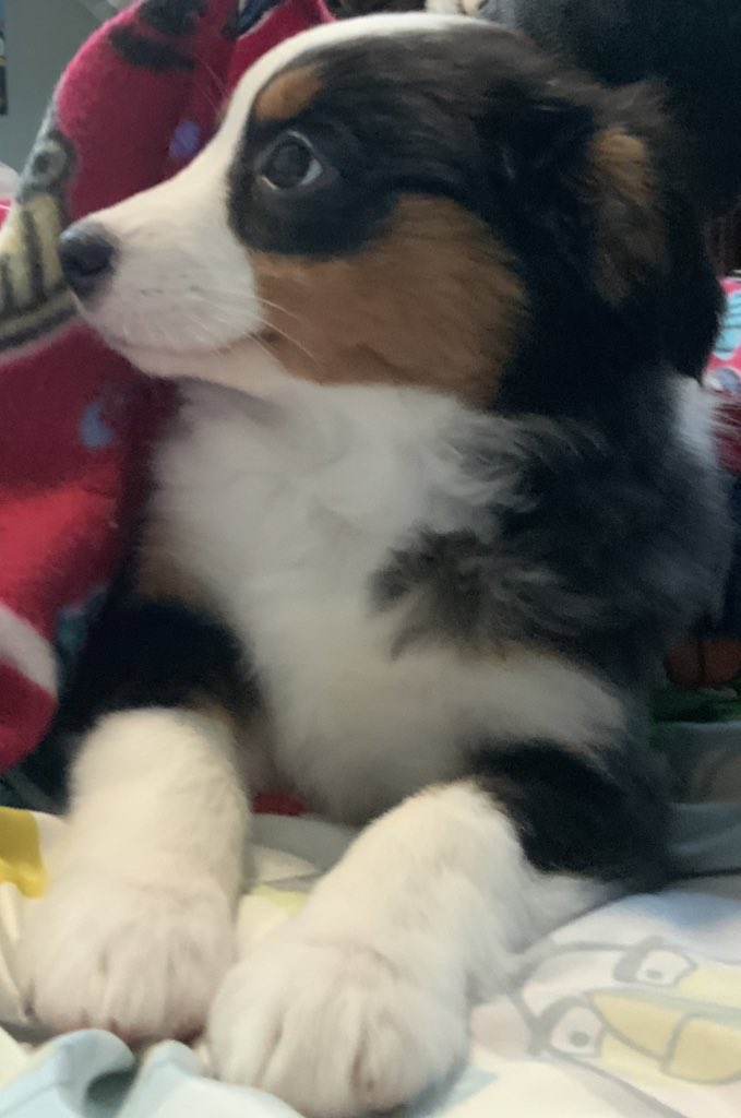 Luna’s Account Now!💖 (Angel Rex)🐶 tweet media