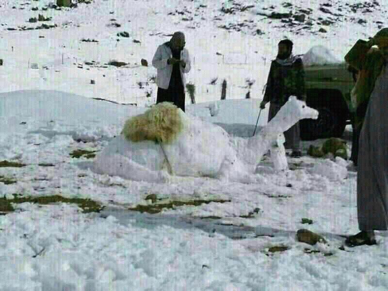BasheerAlharthi's tweet image. #SaudiArabia has it’s own winter activities.
#SnowCamel 

👌🏻👏🏻👏🏻👏🏻👏🏻👏🏻