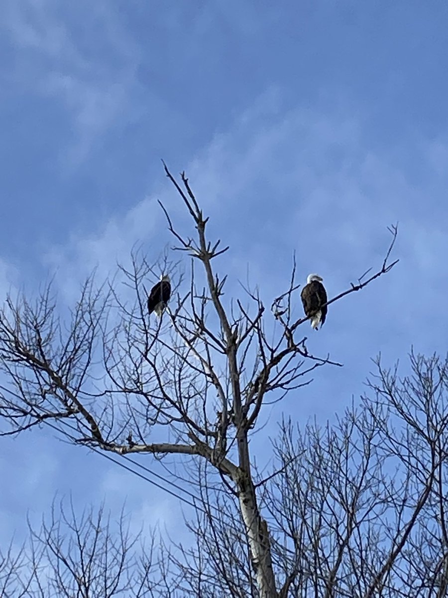 These 2 beautiful eagles were some of the 70+ (!!!)That we saw today #❤️outdoorchurch