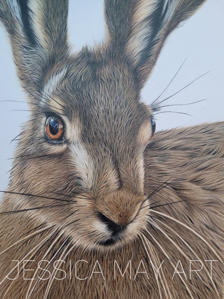 Finally able to share my finished hare! It certainly took some time to go over all the layers of fur textures and colours that come with this beautiful animal but I'm happy now I've completed it.

#hare #fabercastellpolychromospencils  #art #hareart #coluredpencils