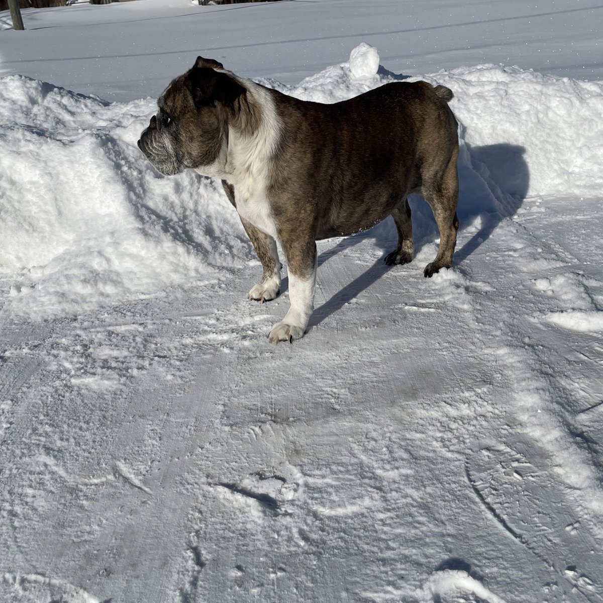 TobyBully's tweet image. Guys the snow here is officially one bulldog tall now ❄️