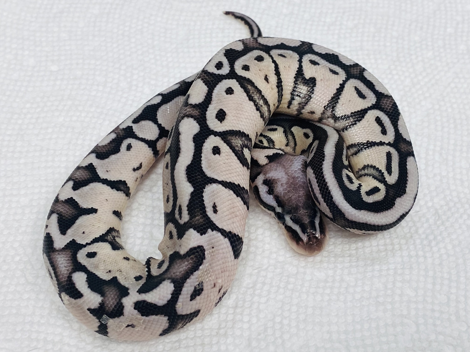 Axanthic Pastel Ball Python