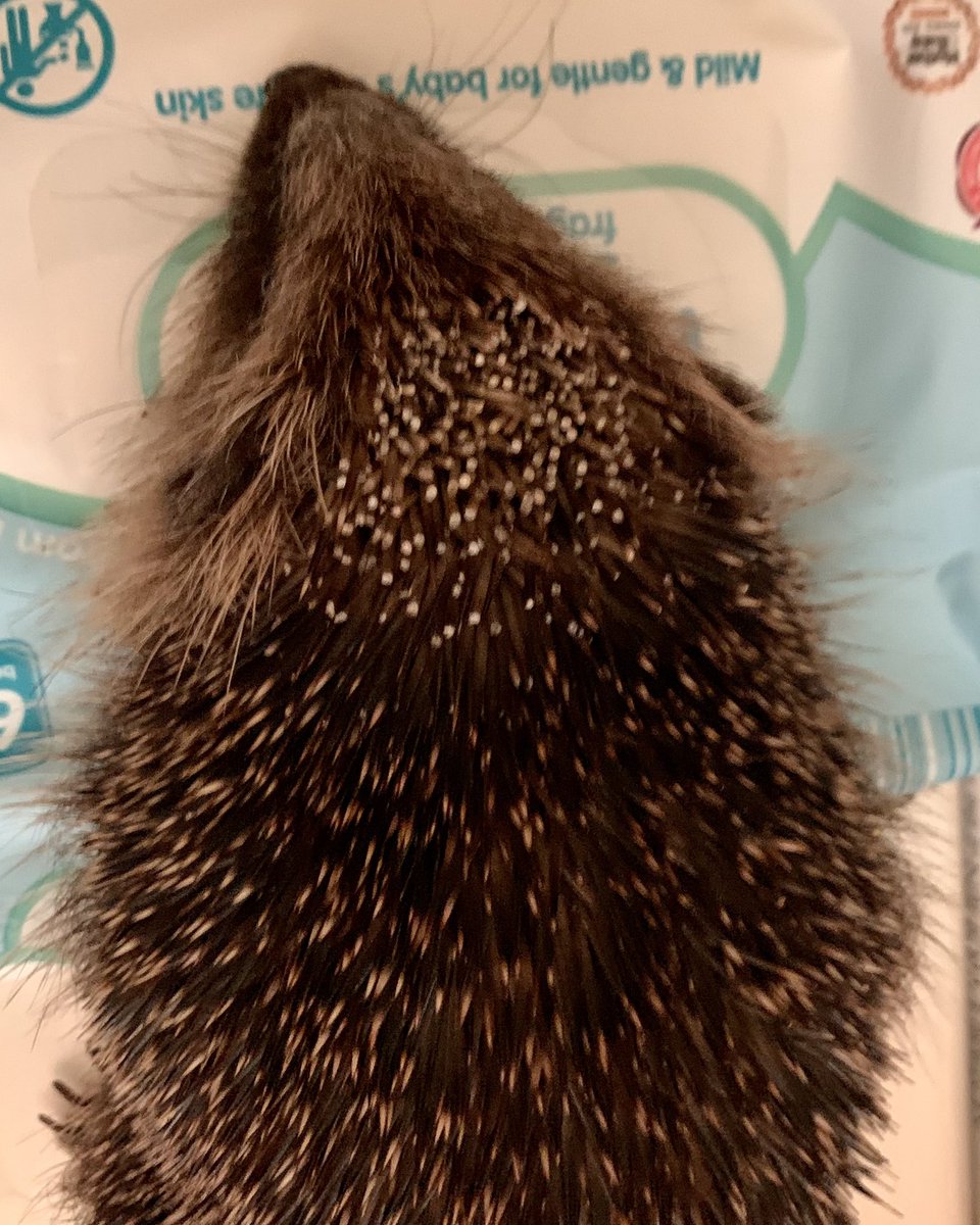 It’s only January and this Hoglet, not even 250gms could have had his skull sliced open &amp; his ears cut off by an ignorant human wielding a Strimmer!