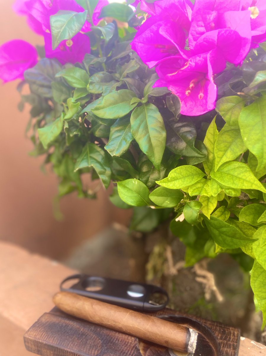 Para disfrutar los buenos momentos.
🔸Montejano Cigars 🔸 Torpedo Schcrödel 🥇