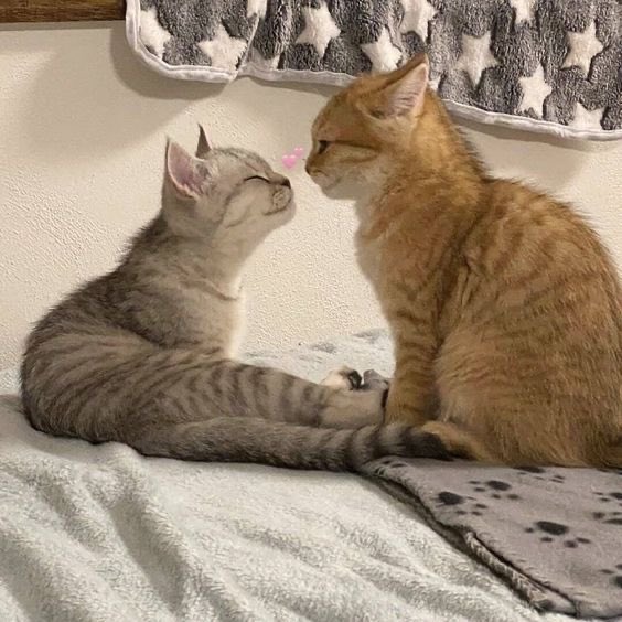 ballerinadolls's tweet image. they are inlove