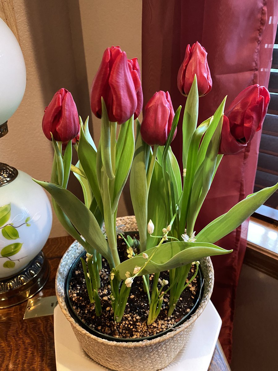 Signs of spring in winter! My dad sent me these tulip bulbs for Christmas and they just started to bloom. #loveflowers #Spring #Flowers #Tulips