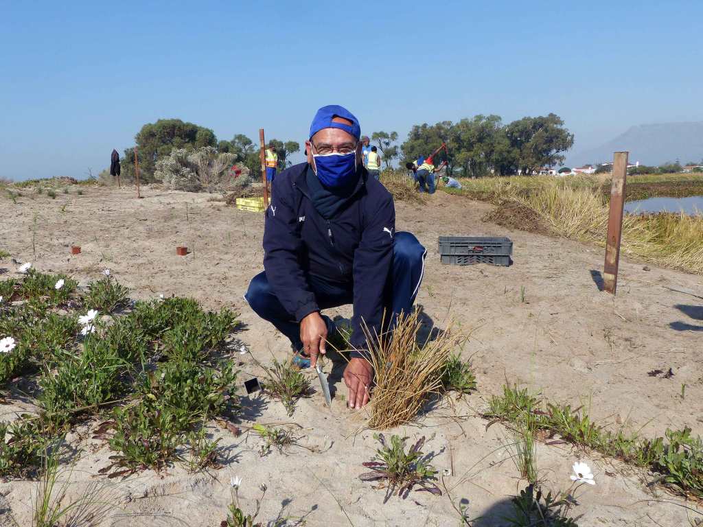 BotSocSA's tweet photo. Community and partnerships - restoring indigenous #fynbos plants at #PrincessVlei, #CapeTown: https://t.co/pcgETs9tQr #GreenPlanet #CapeFloralKingdom #Protect #BotSocKirstenbosch @BBCEarth https://t.co/oOnCNhYUSw