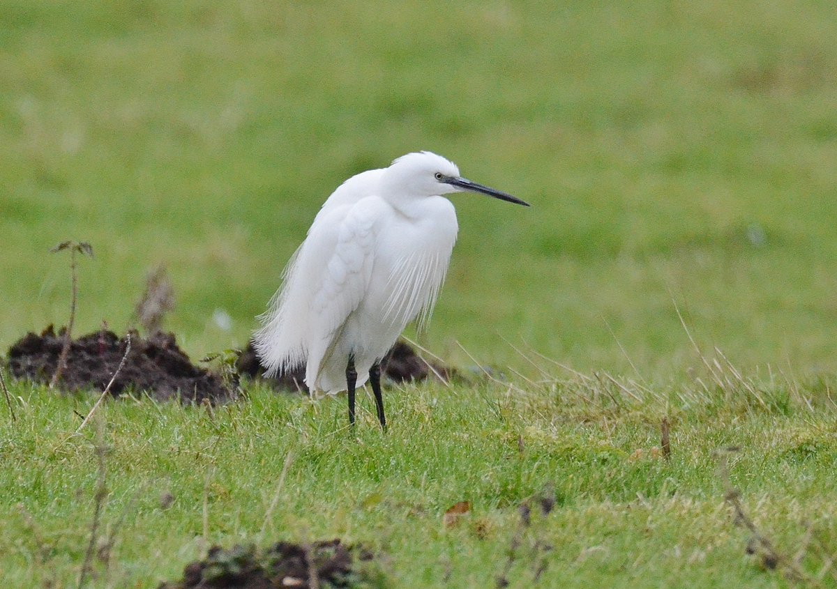 Dom Gwilliam-Bell tweet media