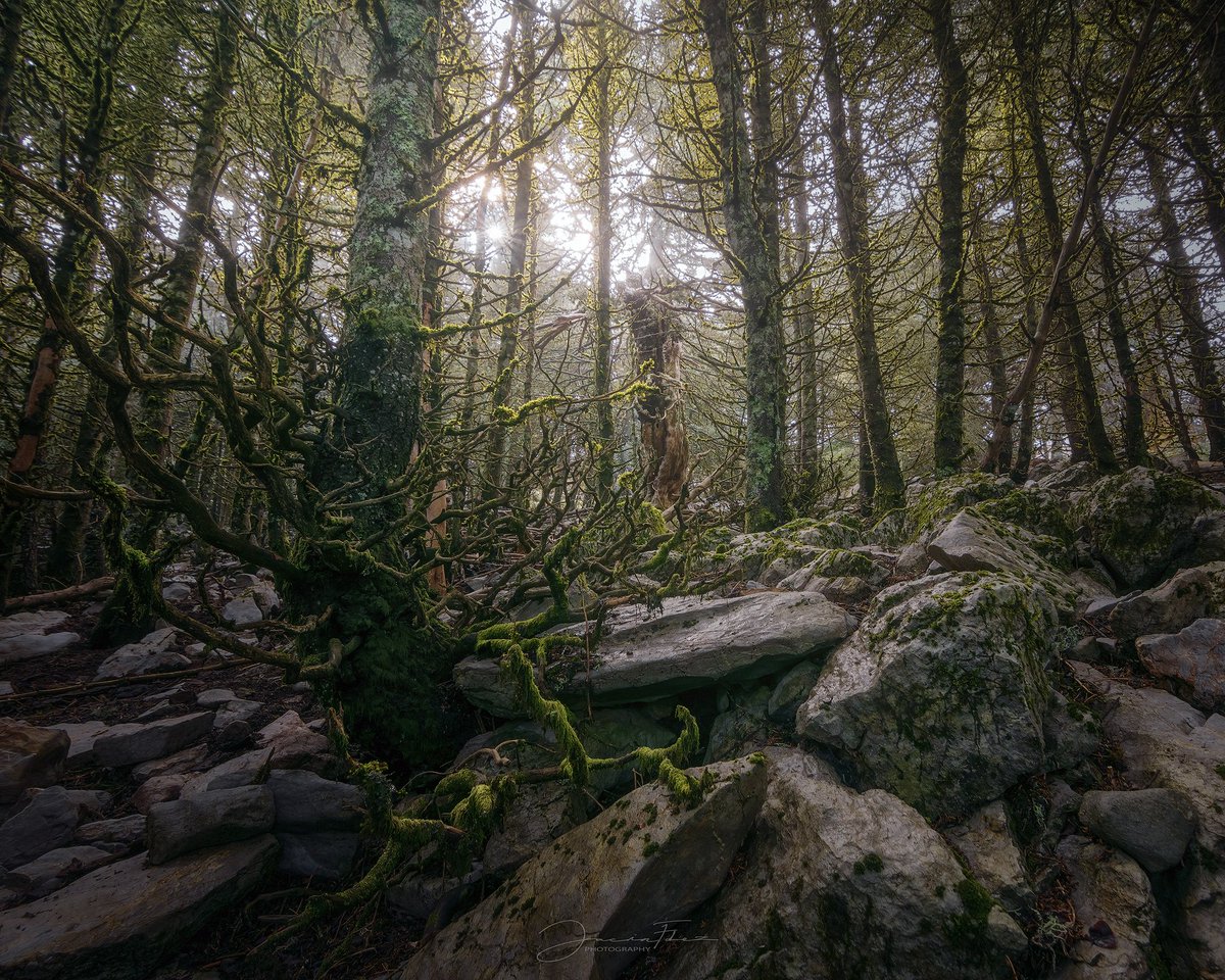 Rincones del Parque Nacional Sierra de las Nieves, recuerdo este momento como si fuese ayer, un dia cerrado, niebla, un aire de mil demonios y en el momento justo que pasamos por este rincón apareció la luz, mostrando toda la belleza que tiene el lugar.