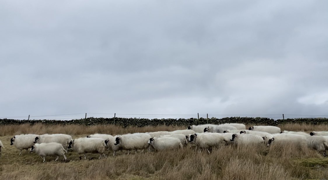 Alison O’Neill ~ Shepherdess tweet media