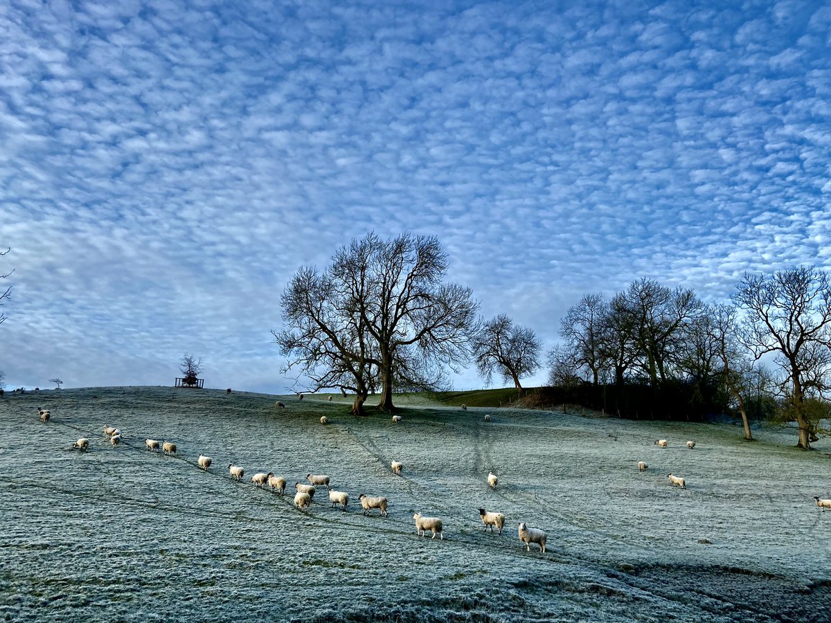 A Very Grey Day Today ( so here is one from a couple of days ago ) It was 0°C and Ewes were in a line and numerous!