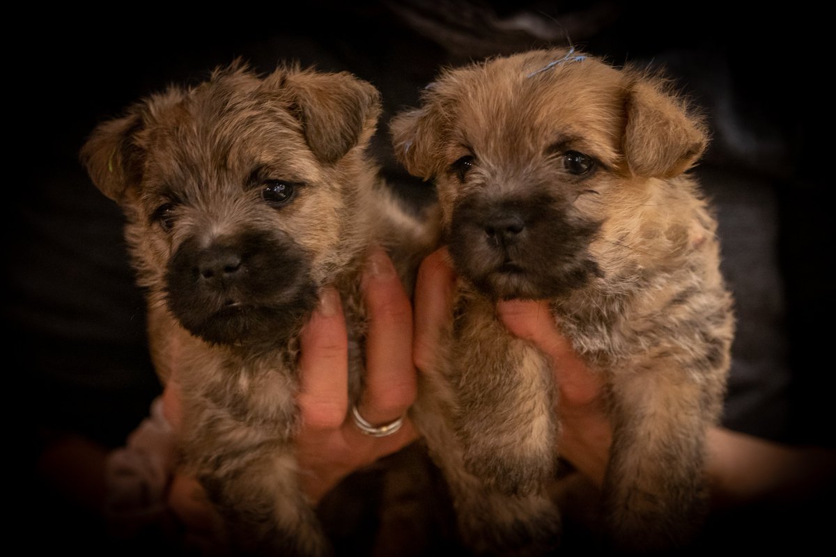 olesorensen's tweet photo. Om ikke så længe er en af de her to søde #hvalpe vores😀 #hund #cairnterrier #nuttet https://t.co/70QuLcMb8I