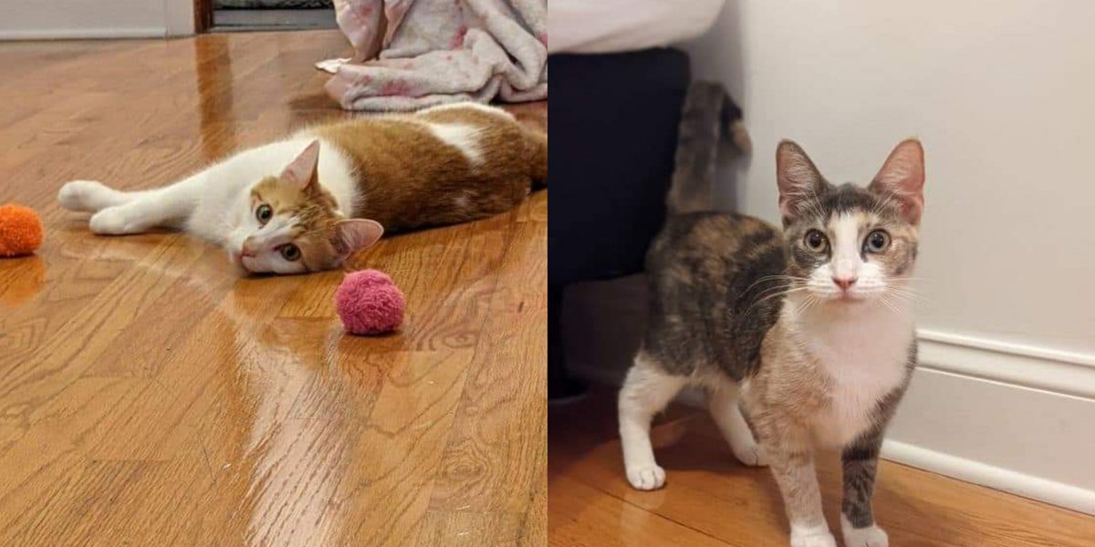 Meet Franky and Lulu, a couple of our newest adoptables! Franky and Lulu were surrendered by their previous owner and would be perfect for a home of first cat owners. 
Email info@chicagocatrescue.org
#adoptables #AdoptDontShop
#chicagocats #chicagoadoptables #adoptinpairs
