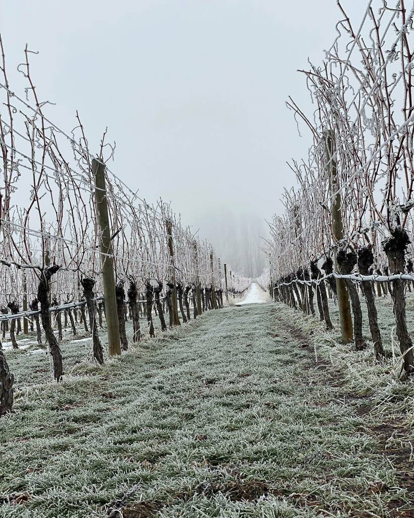 upperbench's tweet photo. The vineyard looks stunning with all the frost. Had to take a stroll and snap a few photos before it all melts away.
.
.
.
#frost #frosty #vineyards #vineyardsofinstagram #vines #wine #bcwine #okanagan #penticton #naramatabench #southokanagan #winterwe… https://t.co/SCdRSBkNW7 https://t.co/ehliFFmsoZ