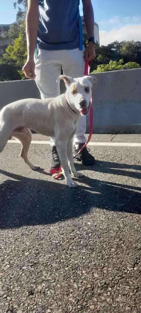 PerroUsuario's tweet image. #EXTRAVIADO RT @IsaDelThor: Buscan a su familia‼️Encontrado por la cota mil, cerca de San Bernardino. Si alguien lo reconoce escribir a @lramirezariadna