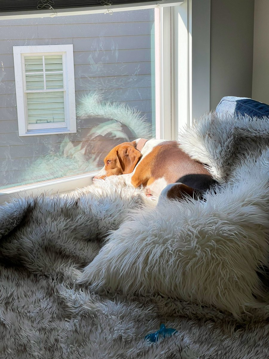 CltBeagleBunch's tweet photo. SUNday #spoiledbeagle https://t.co/wFTidrgRj6