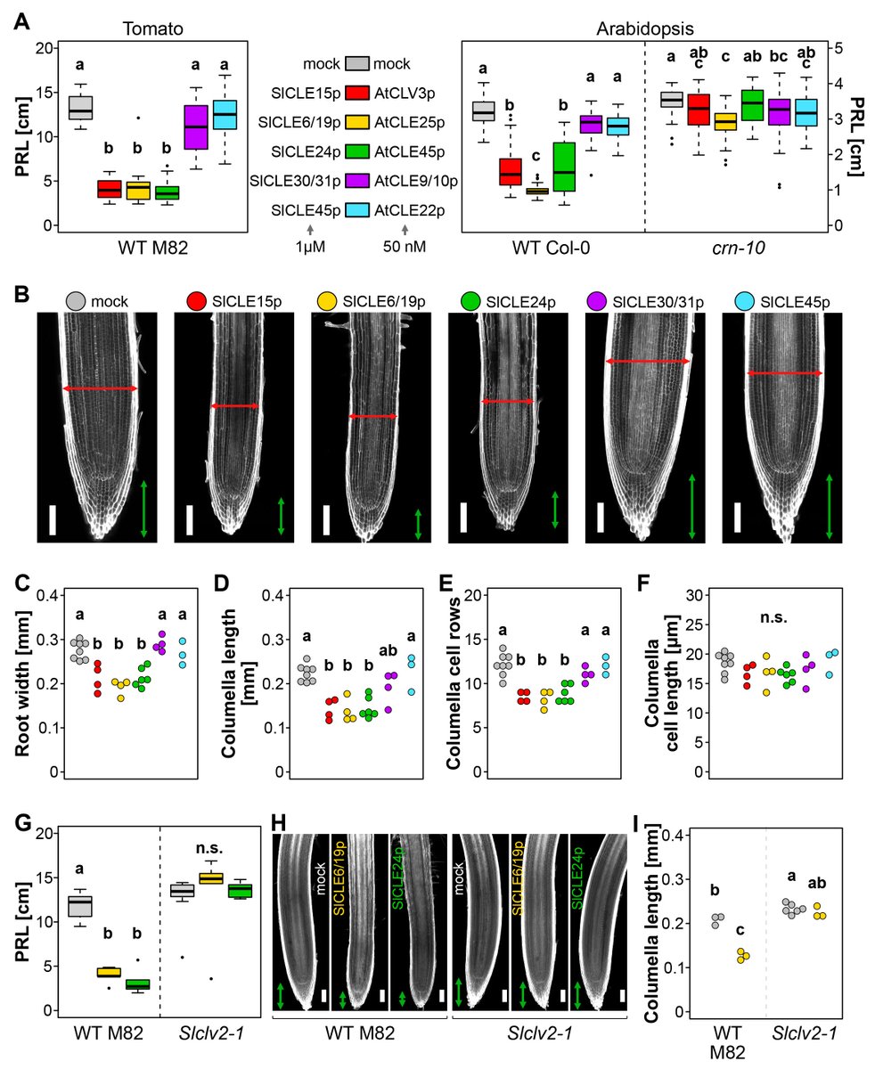 Ora Hazak tweet media