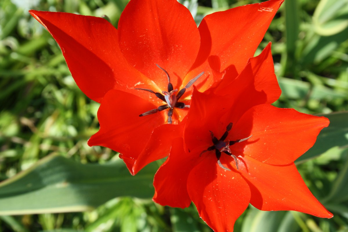 gruenestreiben.de (@gruenestreiben) on Twitter photo #Tulpenzwiebeln brauchen Frost heißt es. Seit Jahren setzen wir diese erst im Februar und sie stehen im Mai in voller Blüte - auch ohne Frost - #gartenpflege #blumenpflanzen #Tulpenzwiebeln brauchen Frost heißt es. Seit Jahren setzen wir diese erst im Februar und sie stehen im Mai in voller Blüte - auch ohne Frost - #gartenpflege #blumenpflanzen