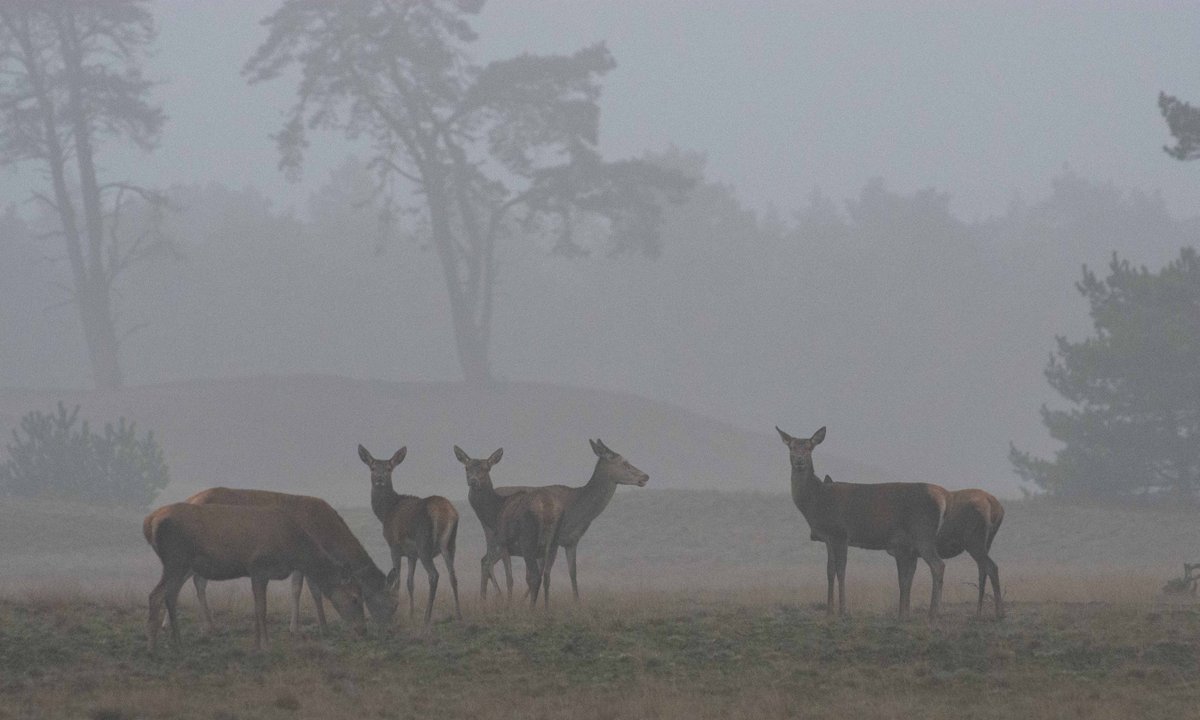 NP De Hoge Veluwe tweet media