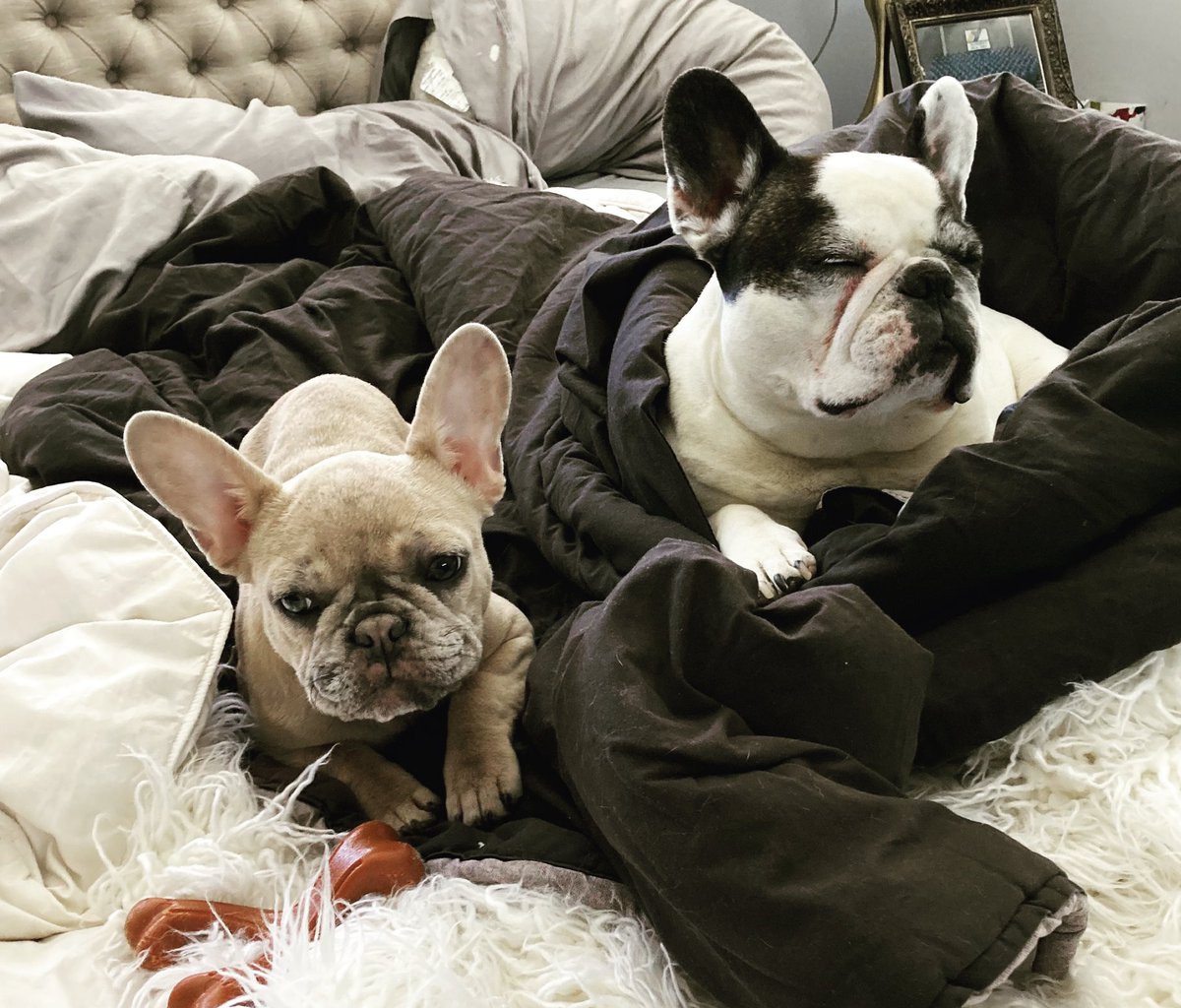 Lazy Sunday Frenchies.  #FrenchBulldog