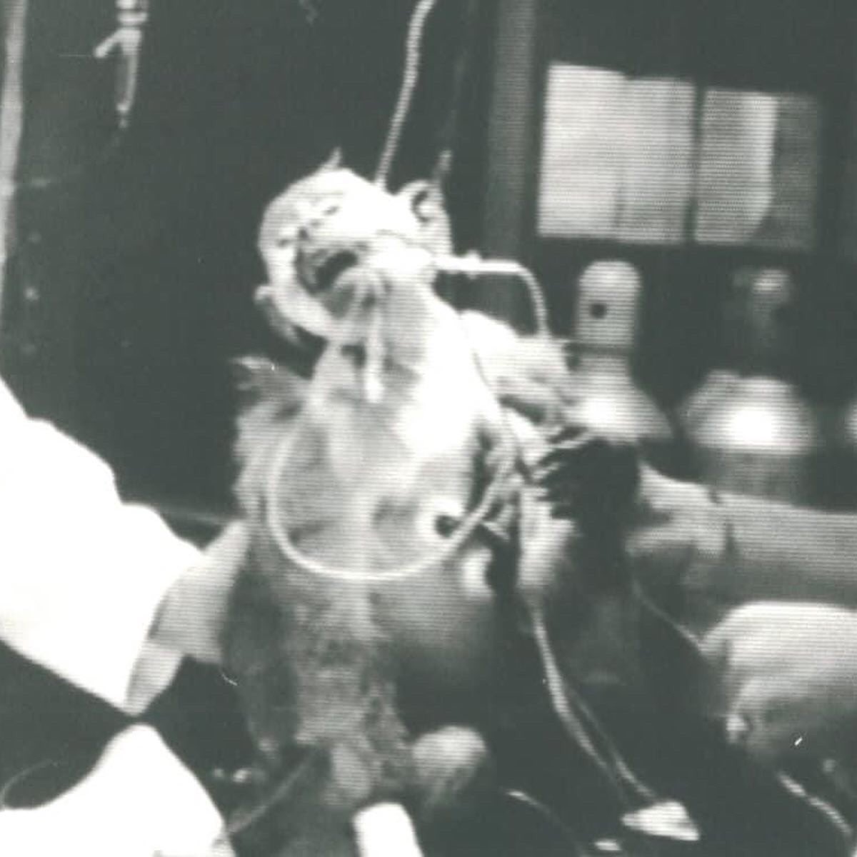 Alliance Animale tweet media