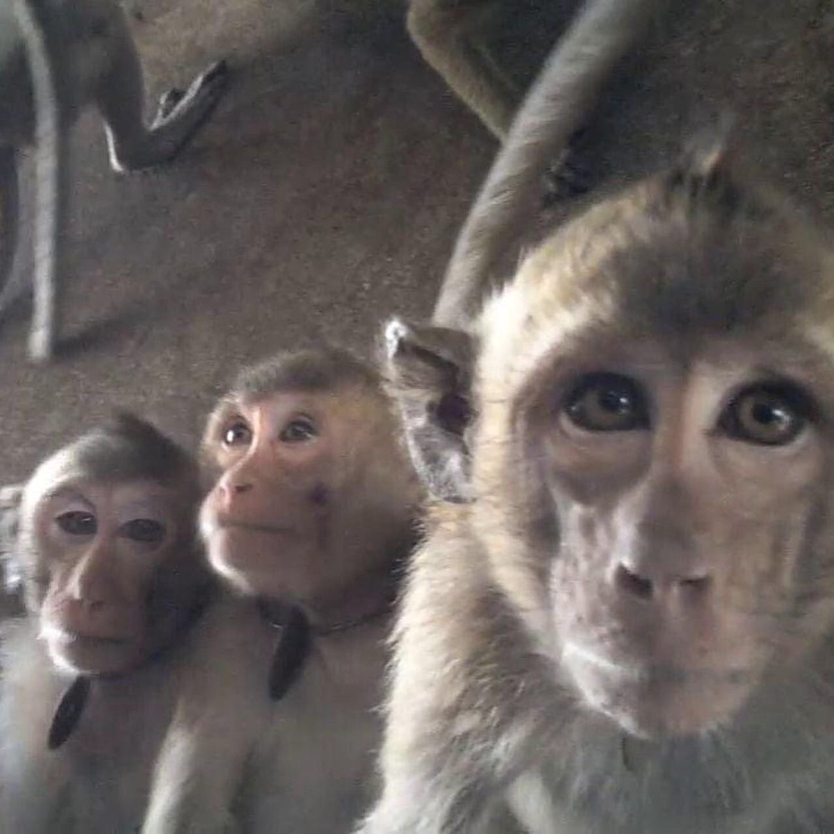 Alliance Animale tweet media